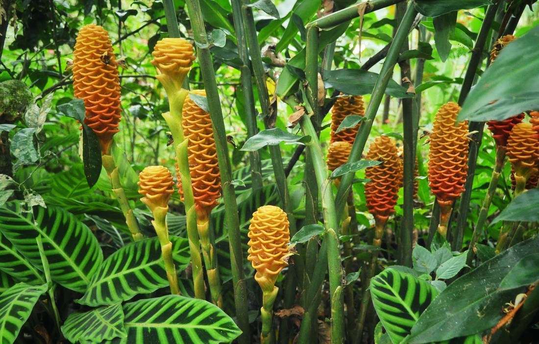 Végétation amazonienne Tena Ecuador