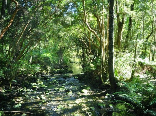 Jungle de Petrohue