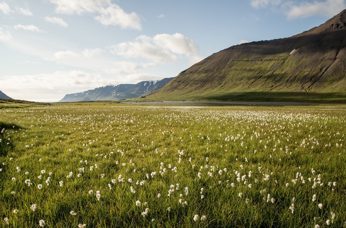 Islande fleurie 