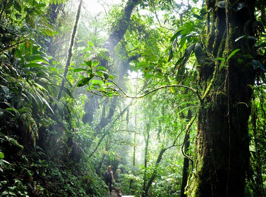Au coeur de la jungle du Costa Rica