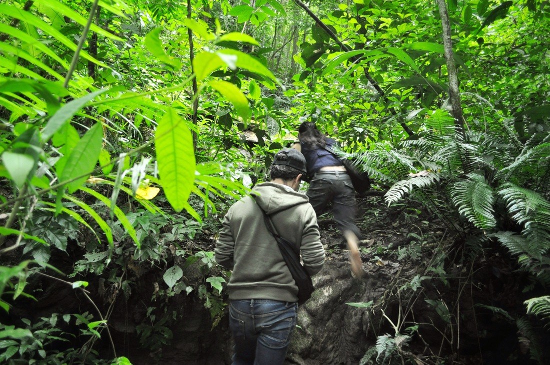 Jungle. Chiapas