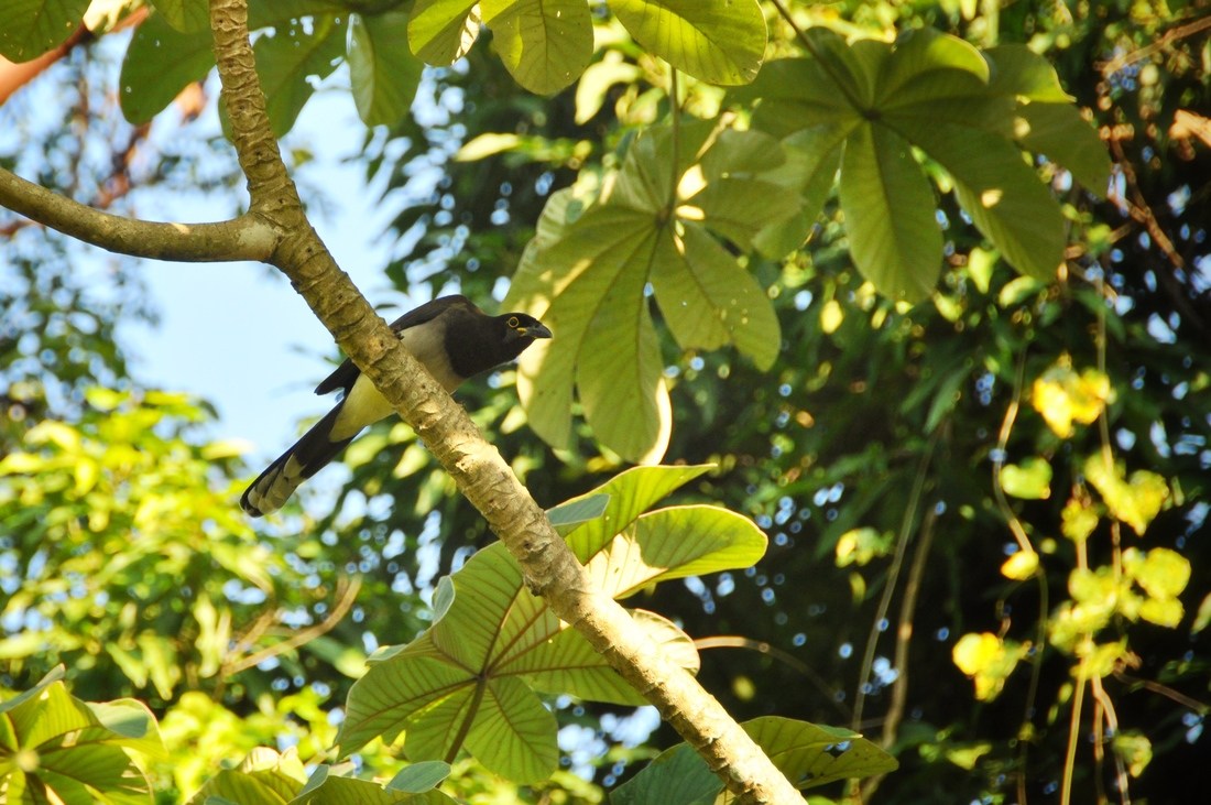 Colibri Palenque mexique
