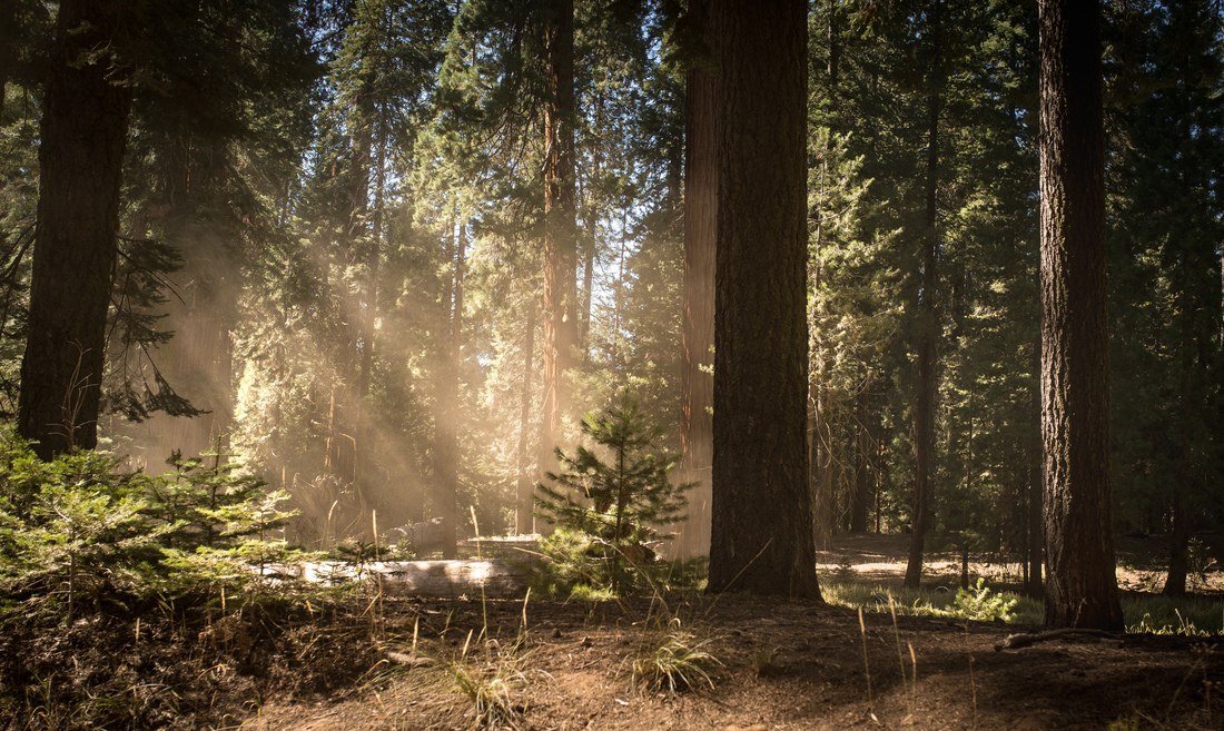 Forêt, Séquoia National Park
