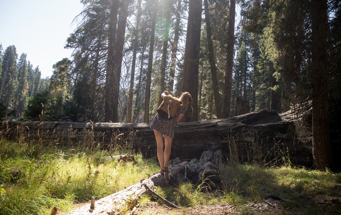Manue en équilibre sur un sequoia