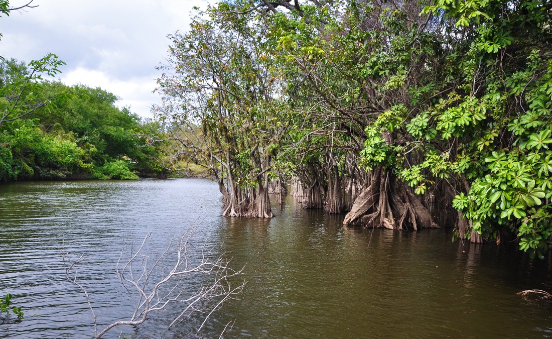 Mangrove, Ometepe
