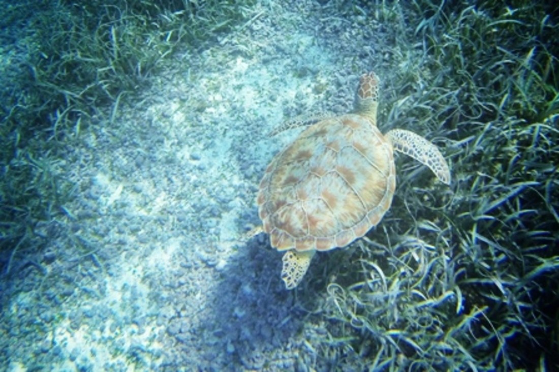 Tortues de mer Belize