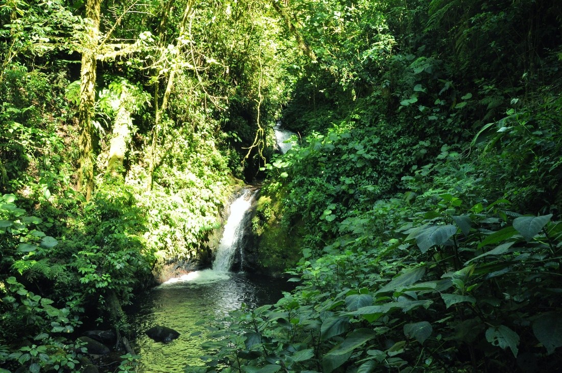 Cascade dans la réserve de Monteverde