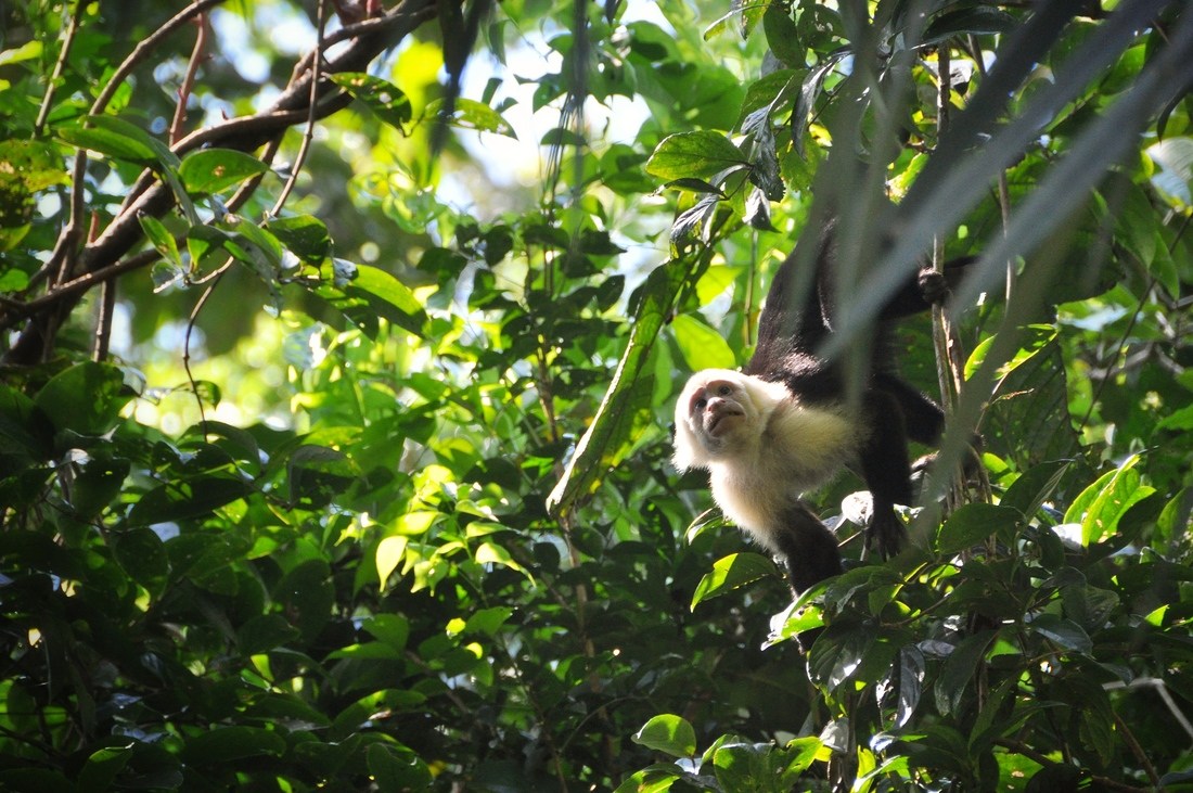 Singe capucin, Parc Manuel Antonio au Costa Rica