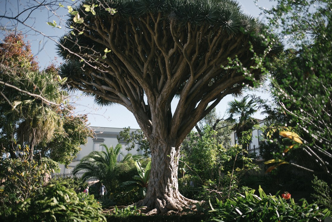 Dragonnier, l'arbre symbole des Canaries 