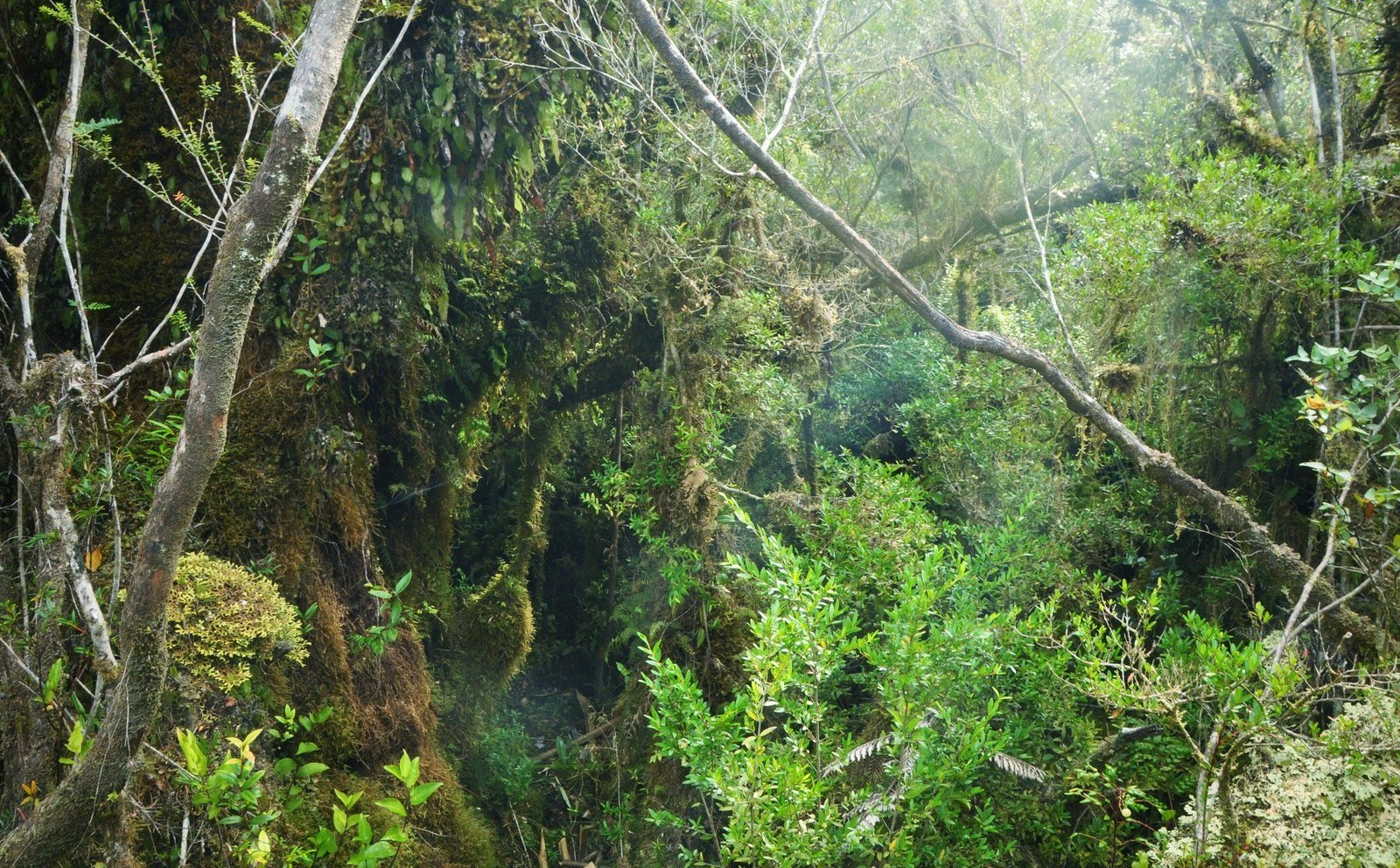 Foret verte, Parc naturel de chiloe