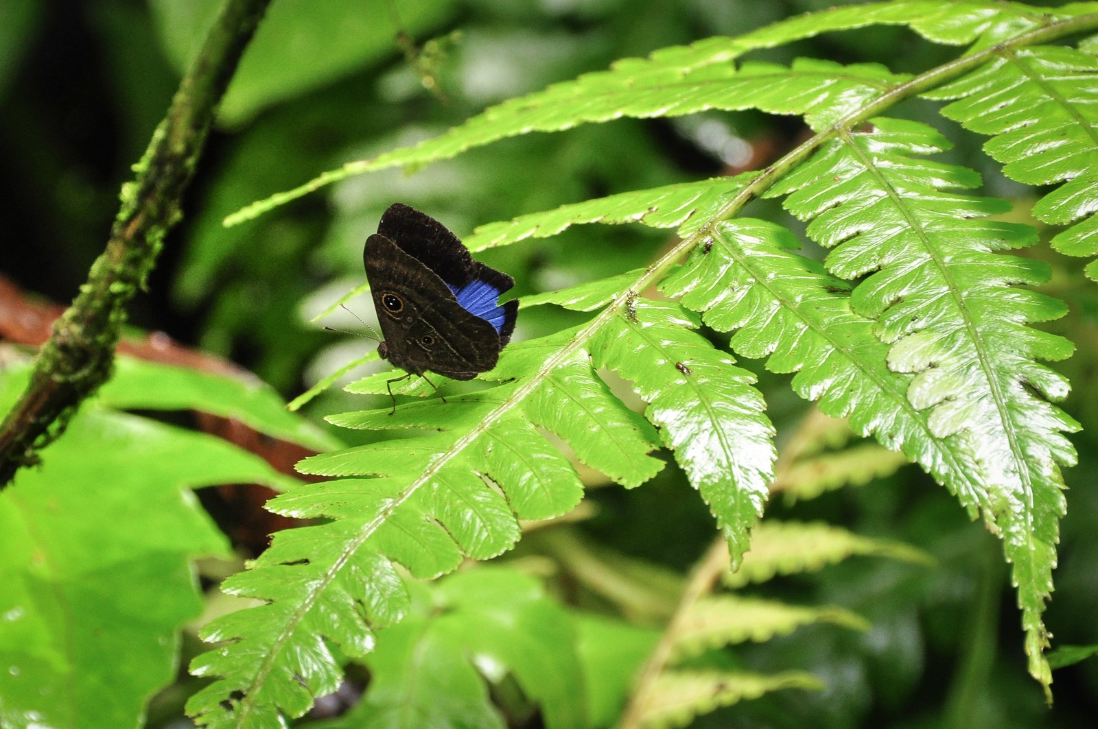 Caligo atreus, Brassolidae du Costa Rica 