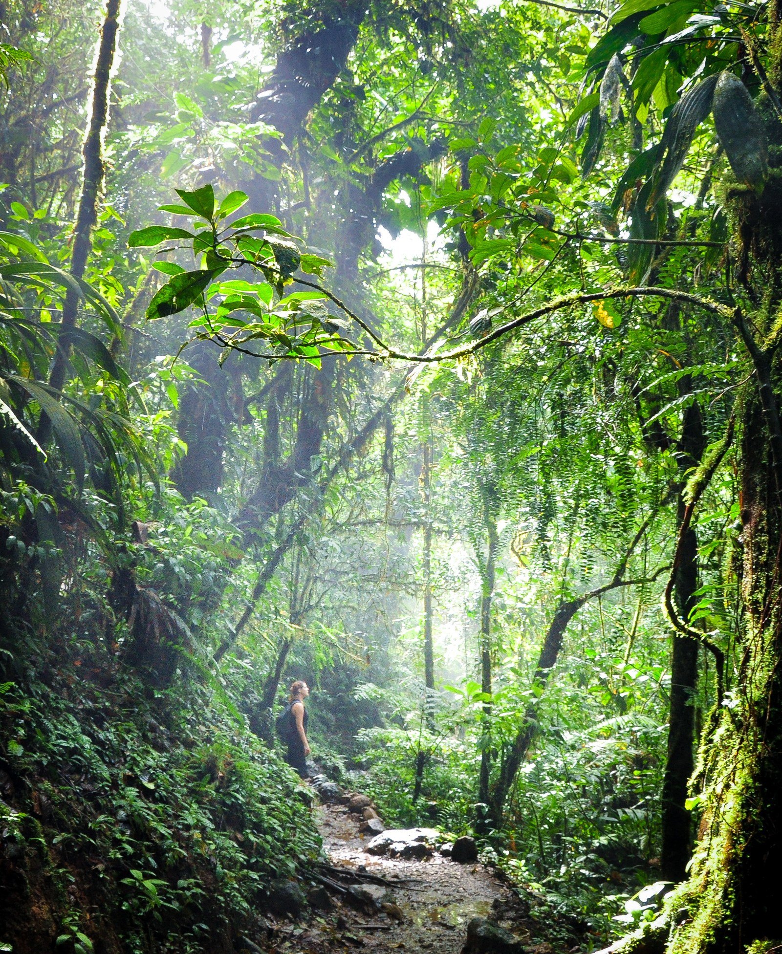 Jungle, Costa Rica