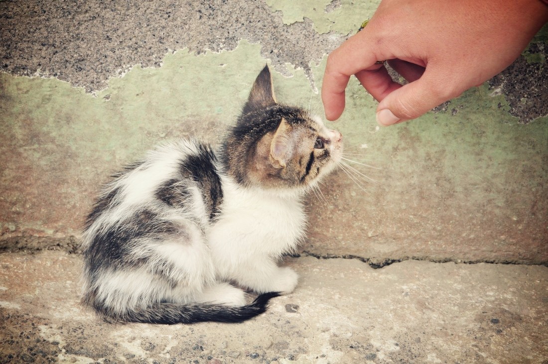 Bébé chat rencontré en Equateur