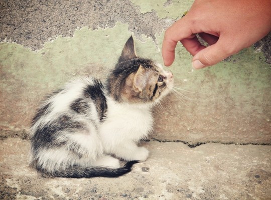 Bébé chat rencontré en Equateur