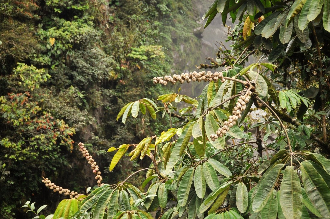 Végétation luxuriante en Equateur