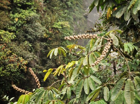 Végétation luxuriante en Equateur