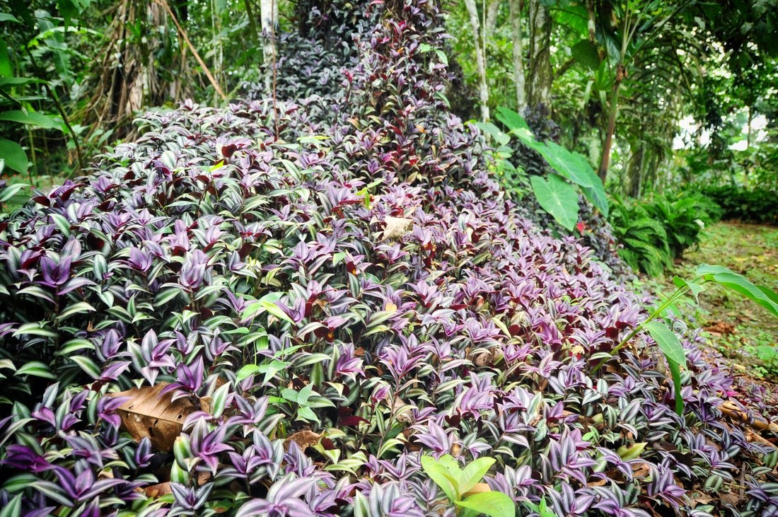 Vegetation, jardin botanique de Tena, Equateur
