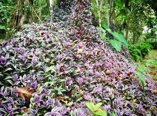 Vegetation, jardin botanique de Tena, Equateur