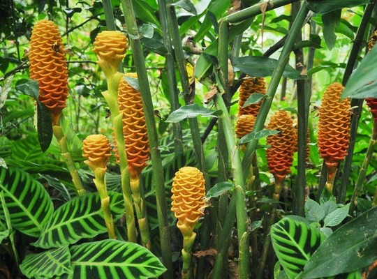 Végétation amazonienne Tena Ecuador