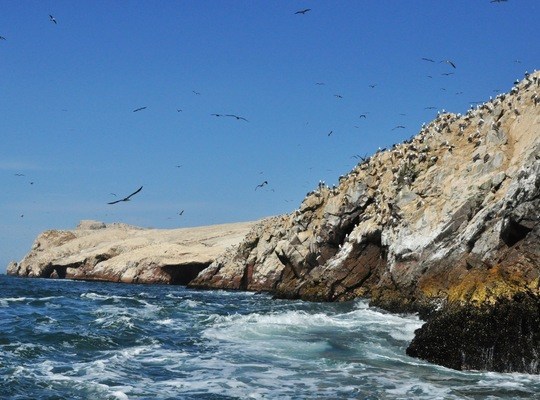 Envol d'oiseaux, Iles Ballestas