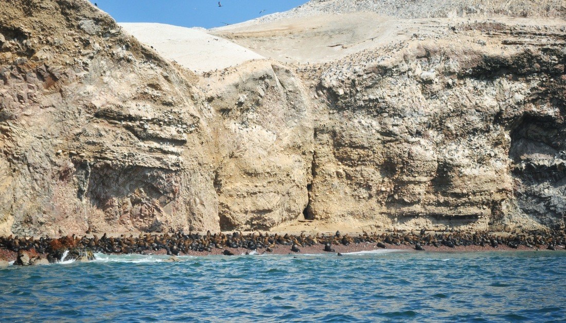 Des centaines de lions de mer aux Iles Ballestas