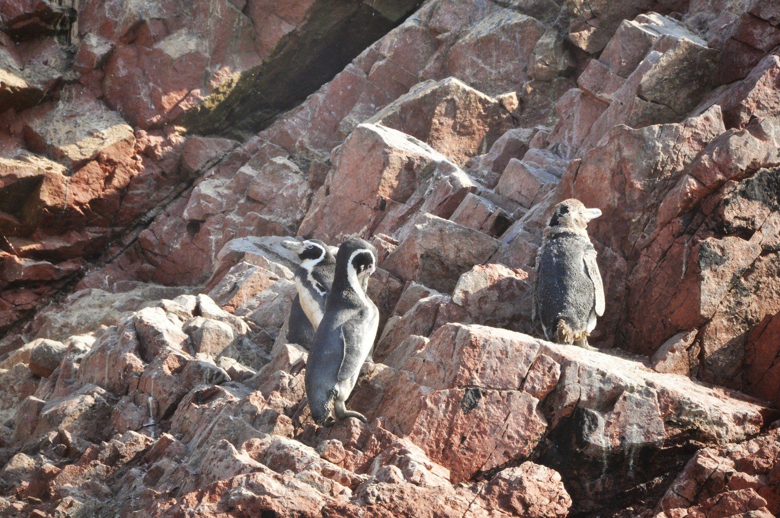 Pingouins, Iles Ballestas Pingouins, Iles Ballestas