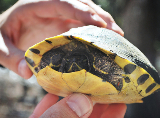 Tortue dans un bois de Charleston