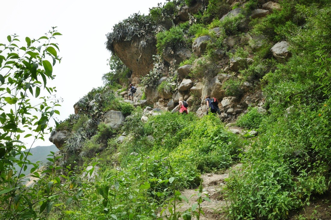 Remontée du Canyon de Colca