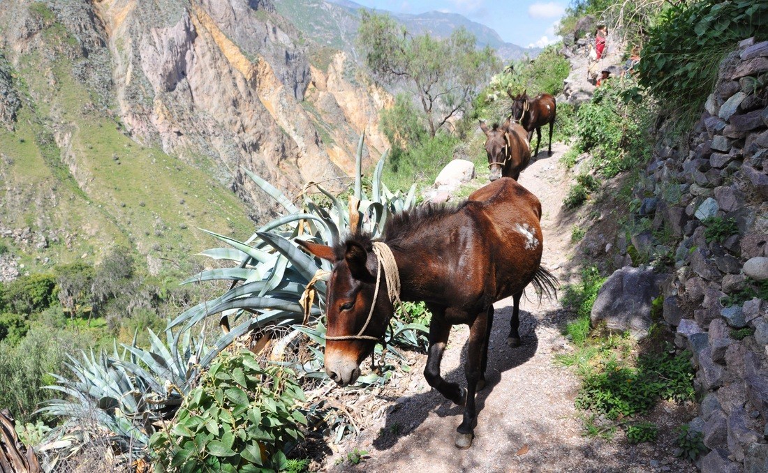 Mules au fond du canyon de colca