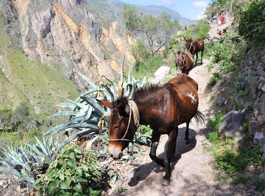 Mules au fond du canyon de colca