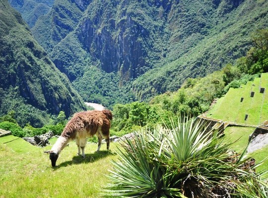 Lama, Machu Picchu