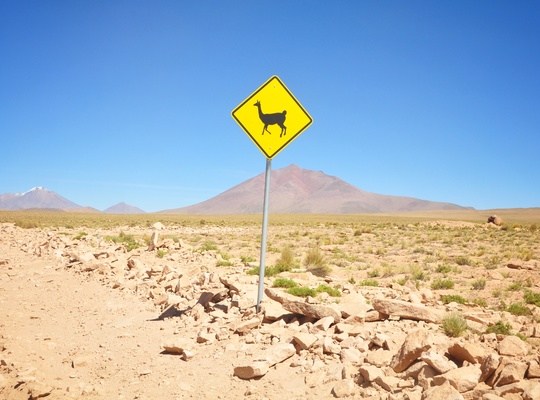 Attention aux lamas! Pérou
