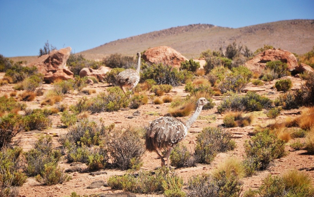 Emeus dans le désert d'uyuni