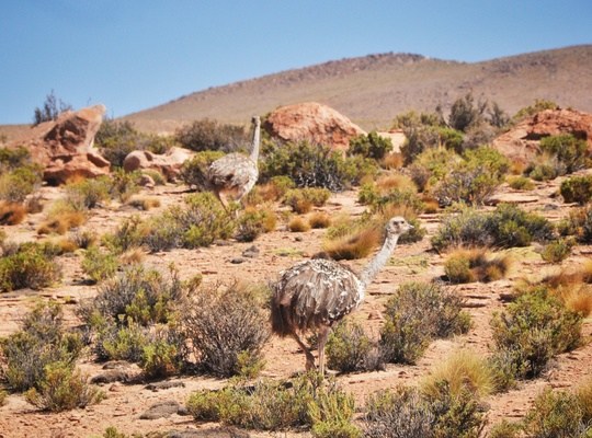 Emeus dans le désert d'uyuni