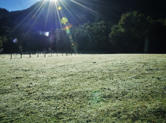 Rosée du matin, Parc de Huerquehue