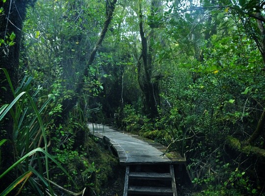 Foret du Parc de Chiloe