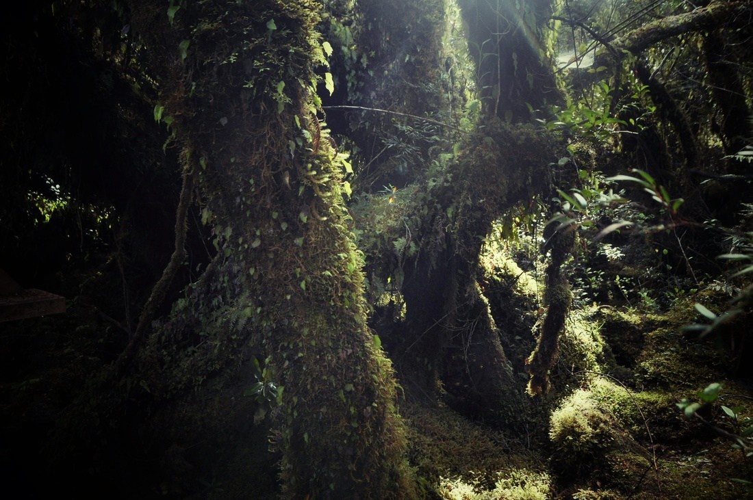 Arbres, Parc national de Chiloe