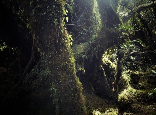 Arbres, Parc national de Chiloe