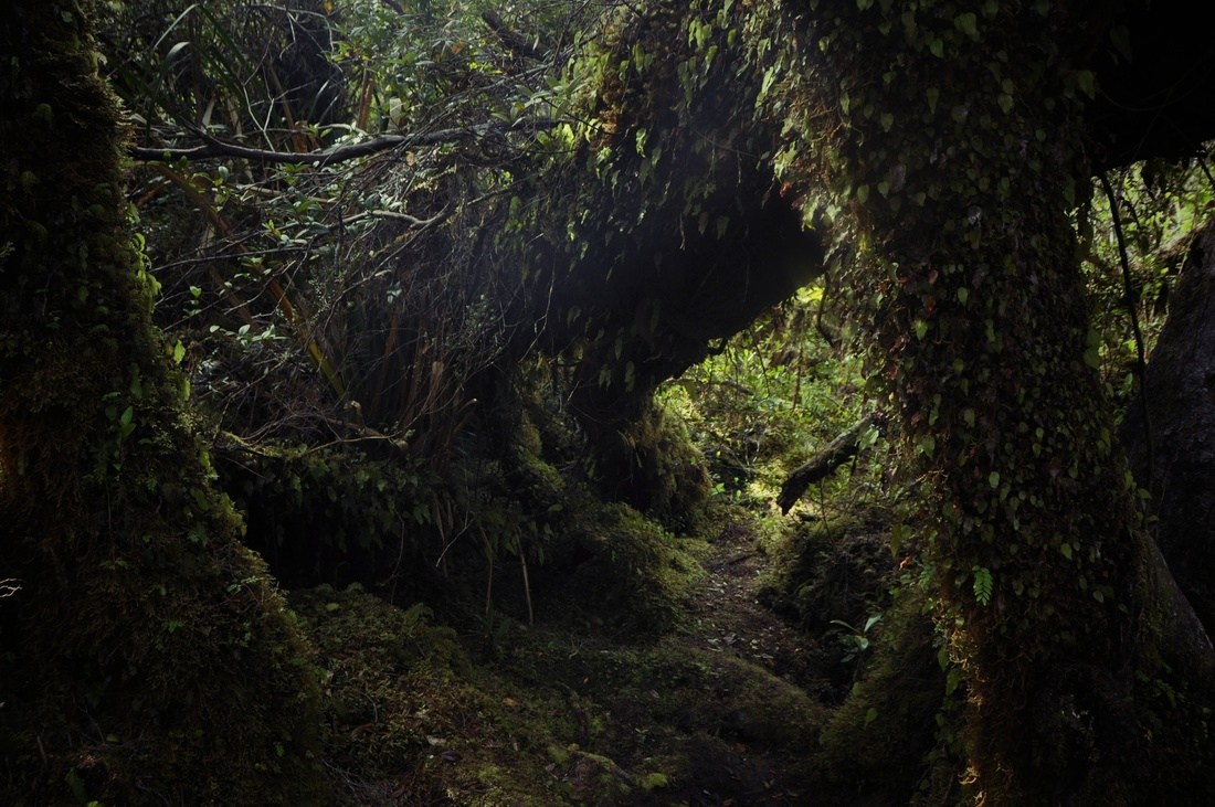 Tepú, Parc naturel de Chiloe 