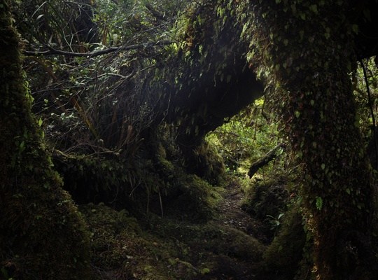 Tepú, Parc naturel de Chiloe 