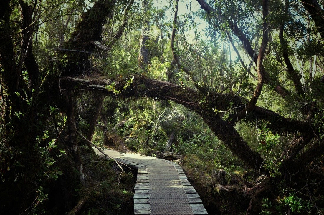 Forêt magique? Parc national de Chiloe