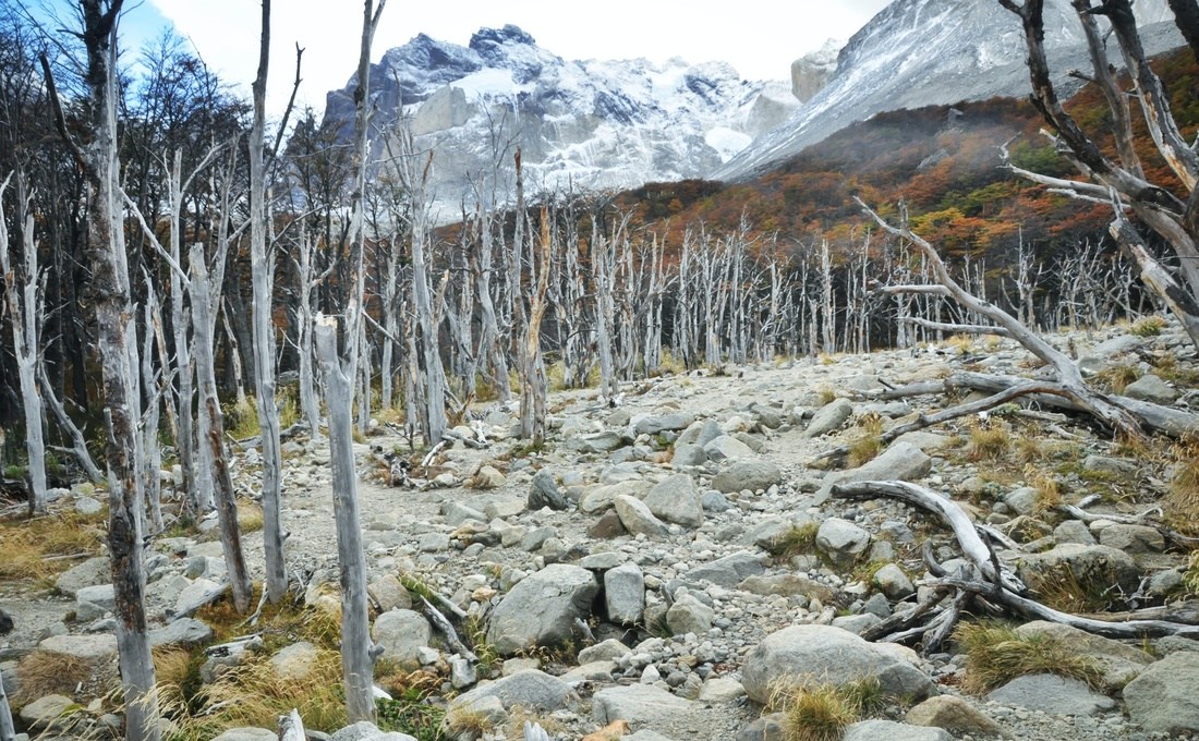 Arbres morts, Torres del Paine