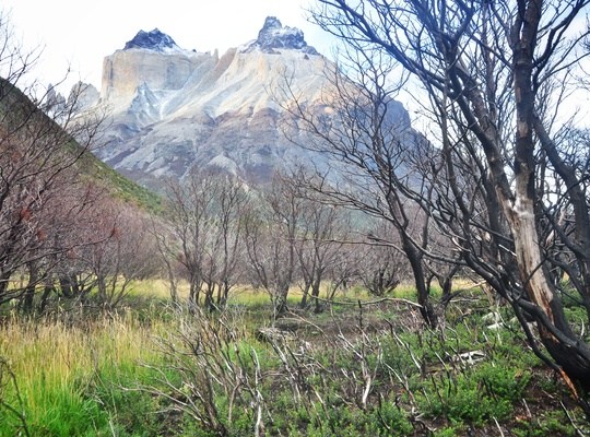 Arbres brulés, Torres del Paine