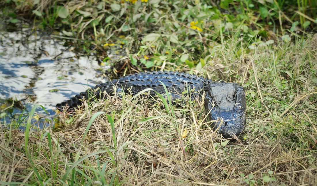 Alligator en Louisiane