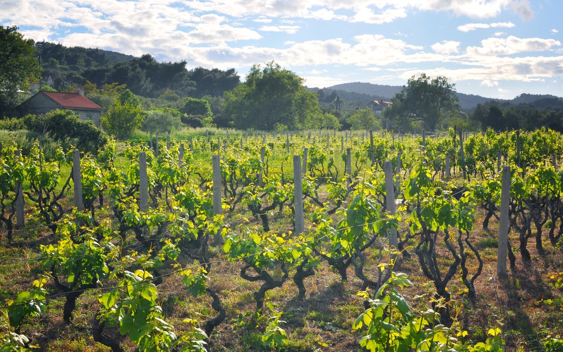 Vignes de Korcula pour le grk, le vin du pays