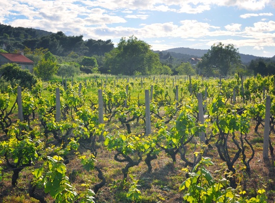 Vignes de Korcula pour le grk, le vin du pays