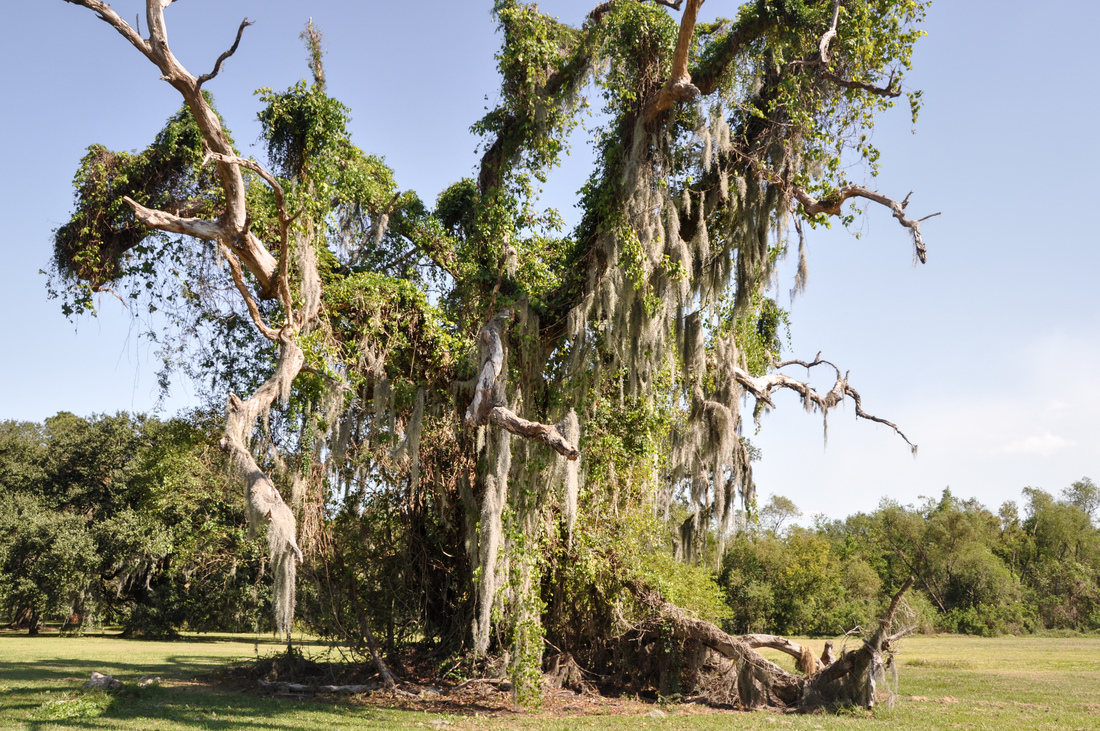 Arbre typique de Louisiane