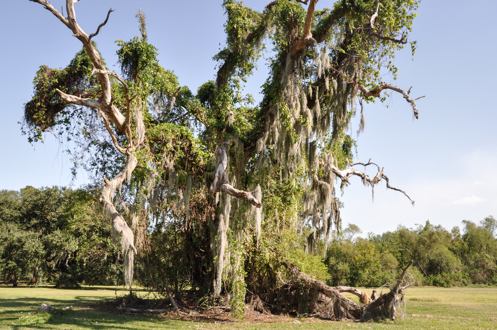 Arbre Typique De Louisiane, Lafayette Aux Etats-Unis