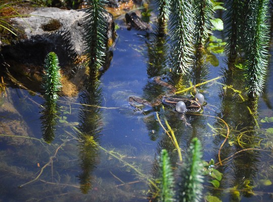 La grenouille qui parade