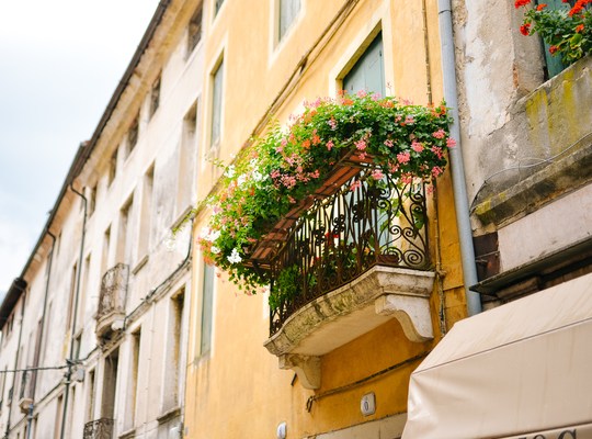 Fleurs, Bassano